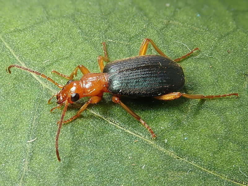 Carabidae: Brachinus elegans o B. psophia